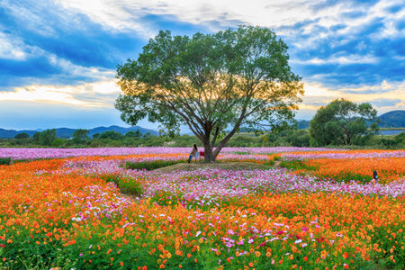 autumn field scenery with cosmos bloomingの写真素材