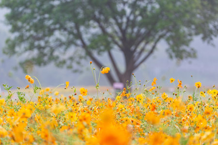autumn field scenery with cosmos bloomingの写真素材