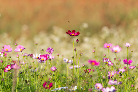 beautiful pink cosmos flowers in the gardenの写真素材