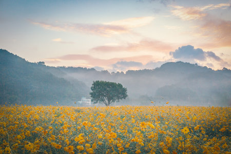 autumn field scenery with cosmos blooming