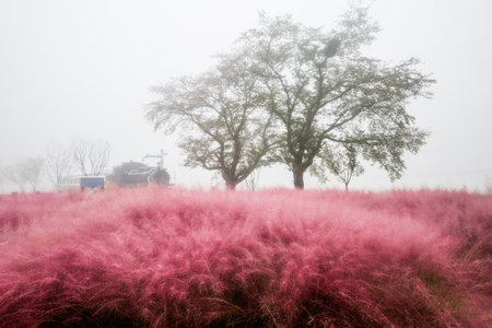 a view of the autumn fields with pink muhly flowersの写真素材