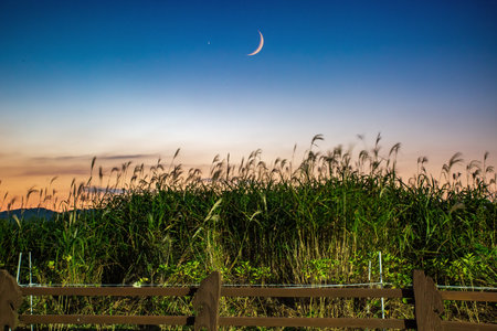 an evening scene in a reed fieldの写真素材