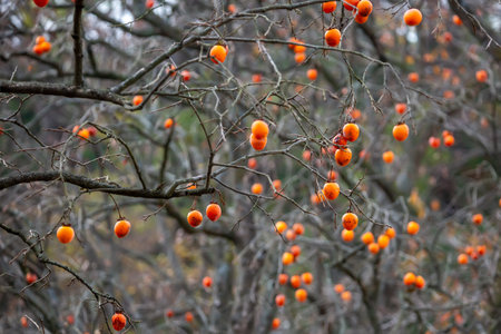 an autumnal view of a persimmon treeの写真素材