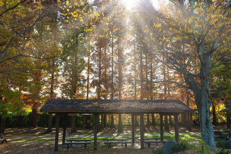 Beautiful scenery of the forest with autumn foliageの写真素材