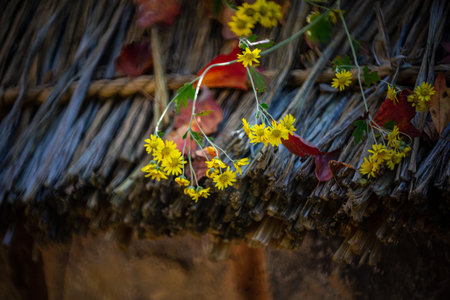 Beautiful scenery of the forest with autumn foliageの写真素材