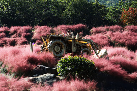 an autumn scene with pink muhly flowersの写真素材