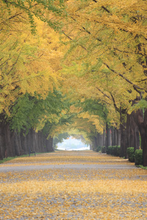 Autumn scenery of ginkgo treesの写真素材