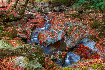 Autumn Maple Scenery in the Mountain Valleyの写真素材