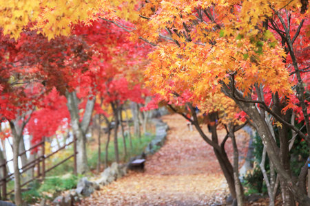 autumn scenery in the forest with autumn leavesの写真素材