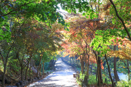 autumn scenery in the forest with autumn leavesの写真素材
