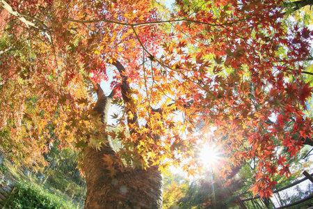 autumn scenery in the forest with autumn leaves