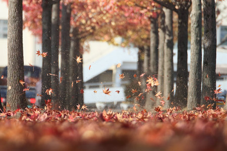 Foggy Autumn Park Scenery