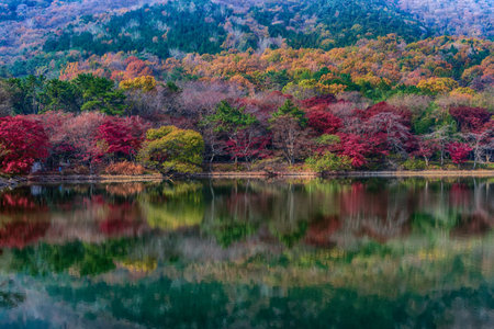 Foggy Autumn Park Sceneryの写真素材