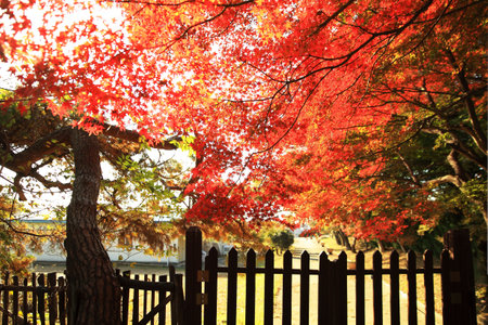 Foggy Autumn Park Sceneryの写真素材