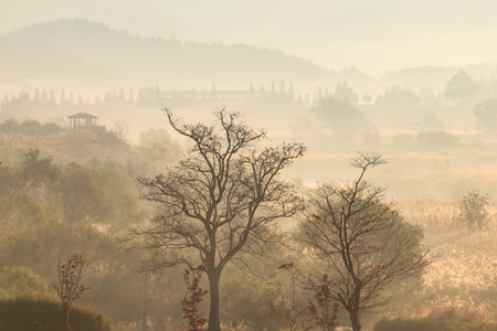 an autumnal morning scene in a field of silver grassの写真素材