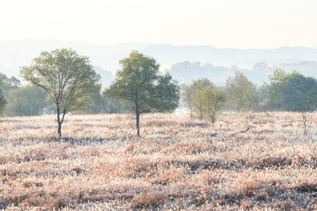an autumnal morning scene in a field of silver grassの写真素材