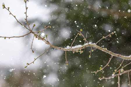 Beautiful snow landscape in winter timeの写真素材