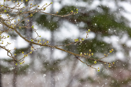 Beautiful snow landscape in winter timeの写真素材