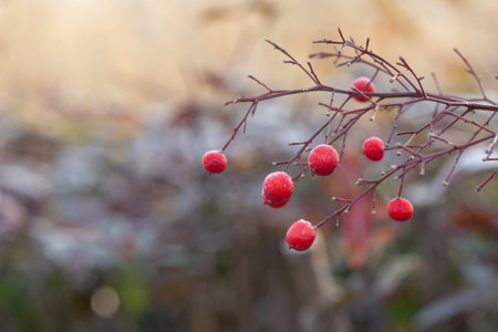 background of autumn leaves in the frost