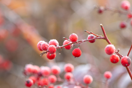background of autumn leaves in the frost
