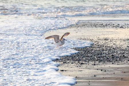 Korean East Sea sunrise sceneの写真素材