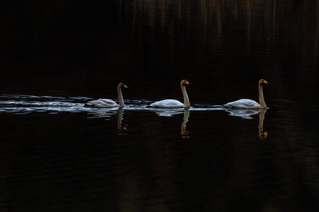 Winter scenery of Jeongyang Swamp in Korea with winter bird swansの写真素材