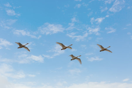 Winter scenery of Jeongyang Swamp in Korea with winter bird swansの写真素材
