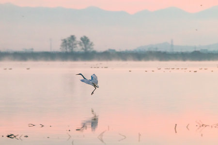 Winter Sunrise Scenery of Junam Reservoir in Koreaの写真素材