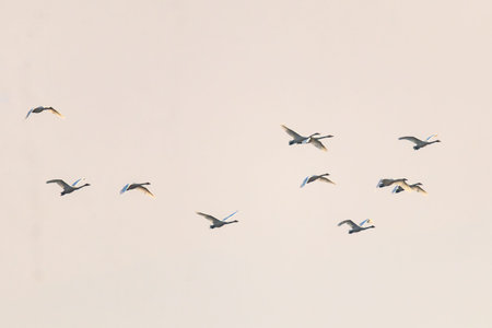 Winter Bird of Junam Reservoir in Korea