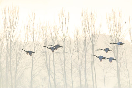 Winter Bird of Junam Reservoir in Koreaの写真素材