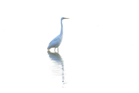 Winter Bird of Junam Reservoir in Koreaの写真素材