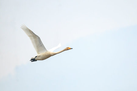 Winter Bird of Junam Reservoir in Koreaの写真素材