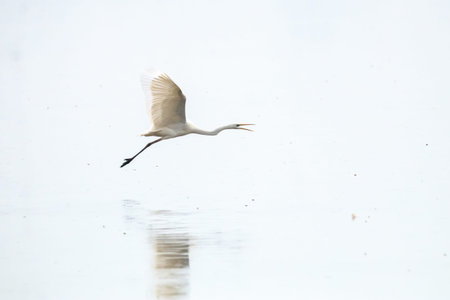Winter Bird of Junam Reservoir in Korea