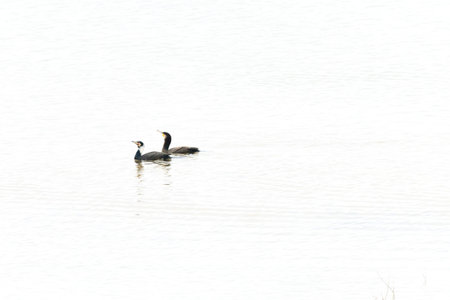 Winter scenery of Jeongyang Swamp in Korea with winter bird cormorant