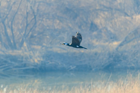 Winter scenery of Jeongyang Swamp in Korea with winter bird cormorantの写真素材