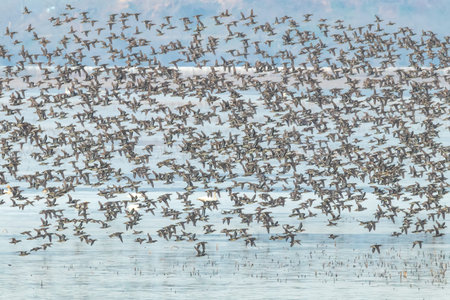 Korean winter bird's singing duck's group danceの写真素材