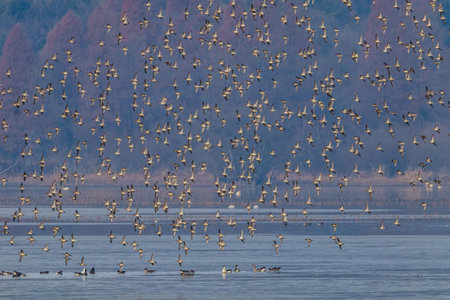 Korean winter bird's singing duck's group dance
