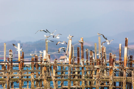 a seagull flying over the blue seaの写真素材
