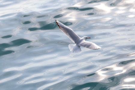 a seagull flying over the blue sea