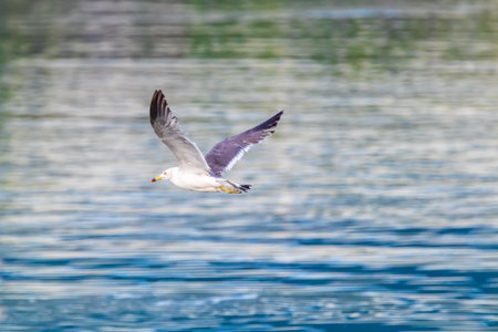 a seagull flying over the blue seaの写真素材