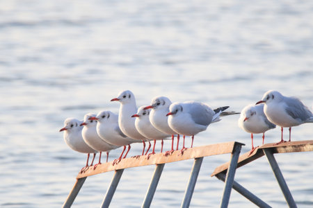 a seagull flying over the blue seaの写真素材