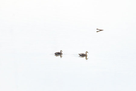 white-billed black duck swimming at reservoirの写真素材