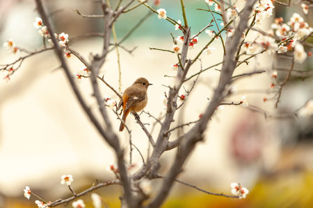 a view of plum blossoms in bloomの写真素材
