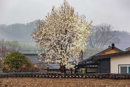 a view of magnolia flowers blooming