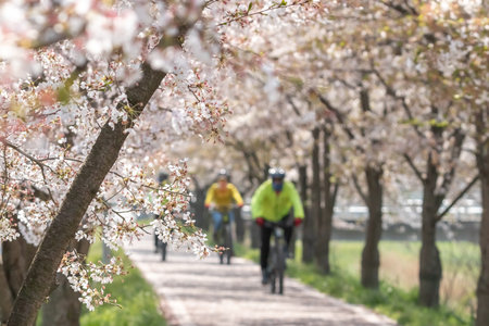 cherry blossom along the beautiful road in koreaの写真素材