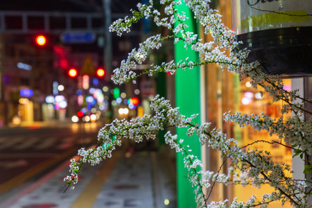 the night view of the cherry-blossom street