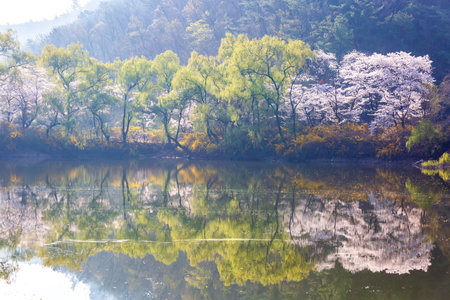 cherry blossom along the beautiful road in koreaの写真素材
