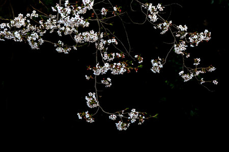 cherry blossom along the beautiful road in koreaの写真素材