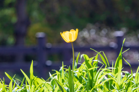 Spring scenery of fields along Korea's Nakdong River with tulips blooming