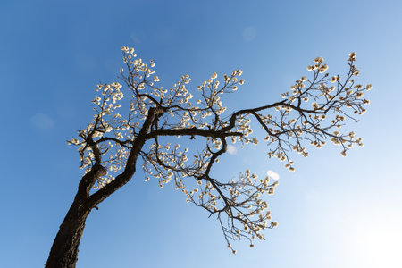 a view of plum blossoms in bloomの写真素材